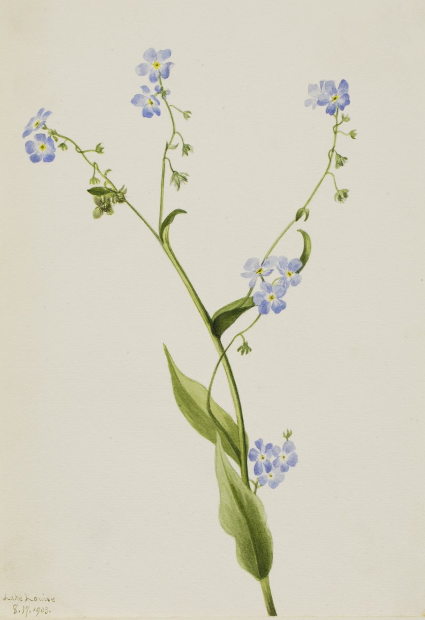 Bur-unut beni Lappula diffusa, 1903 by Mary Vaux Walcott