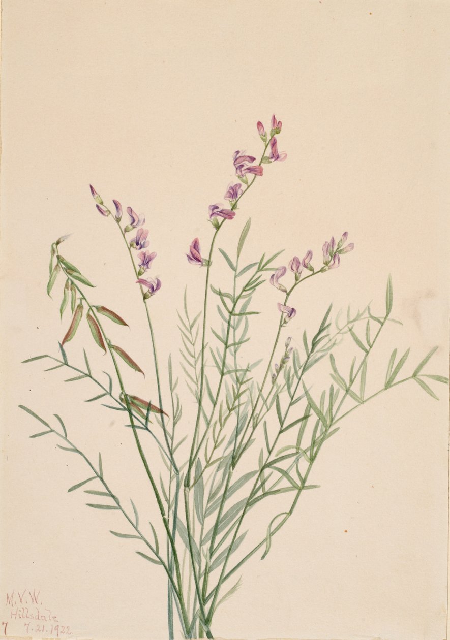Burgess Milkvetch Astragalus bourgovii, 1922. by Mary Vaux Walcott