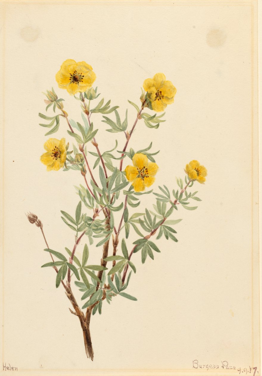 Bush Cinquefoil Potentilla fruticosa, 1917. by Mary Vaux Walcott