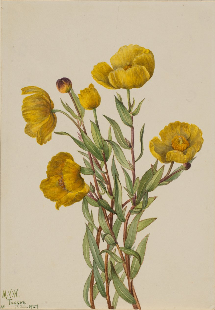  by Mary Vaux Walcott