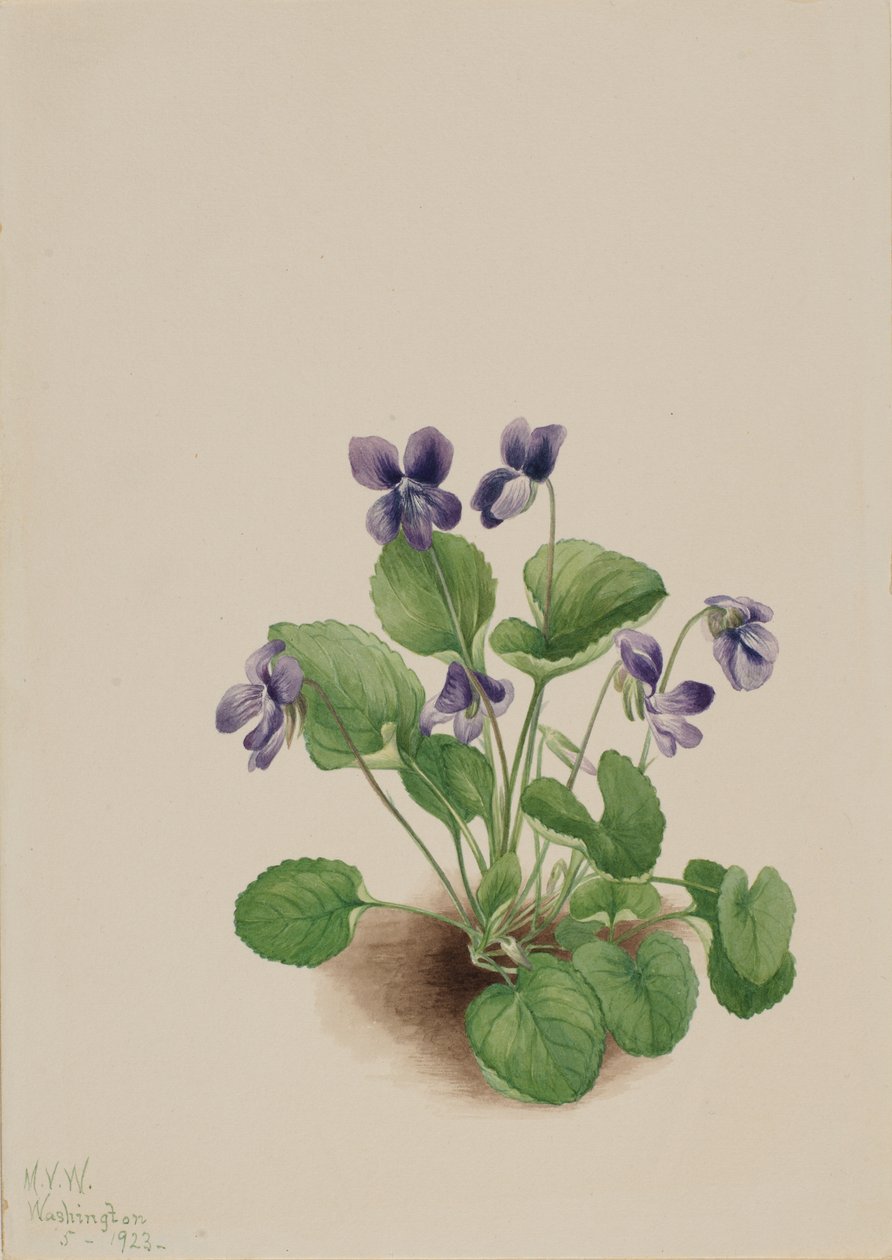 Kelebek Menekşe Viola papilionacea, 1923. by Mary Vaux Walcott