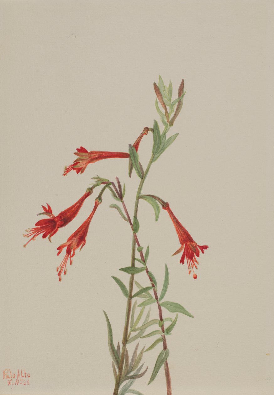  by Mary Vaux Walcott