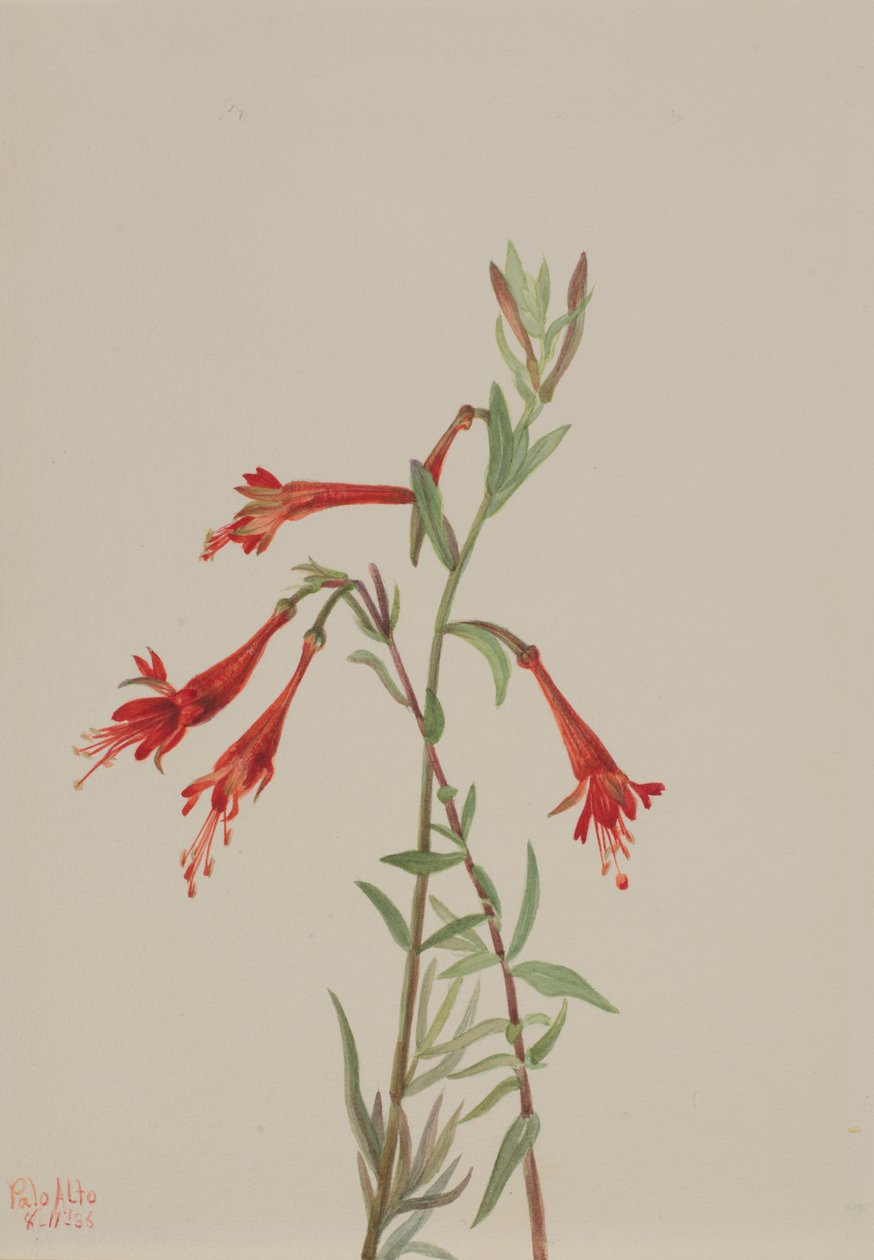 California Fuschia Zauschneria californica, 1936. by Mary Vaux Walcott
