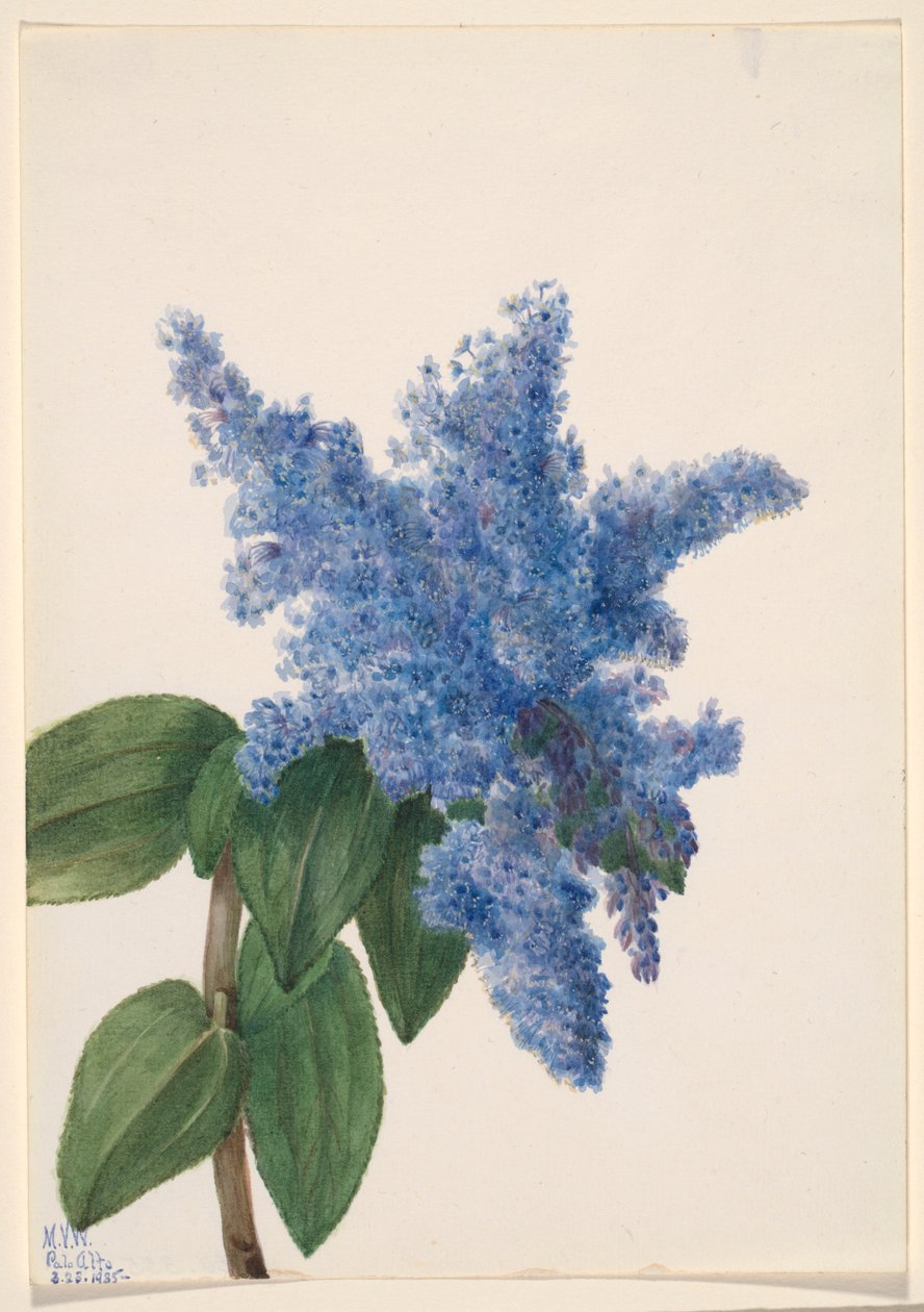  by Mary Vaux Walcott