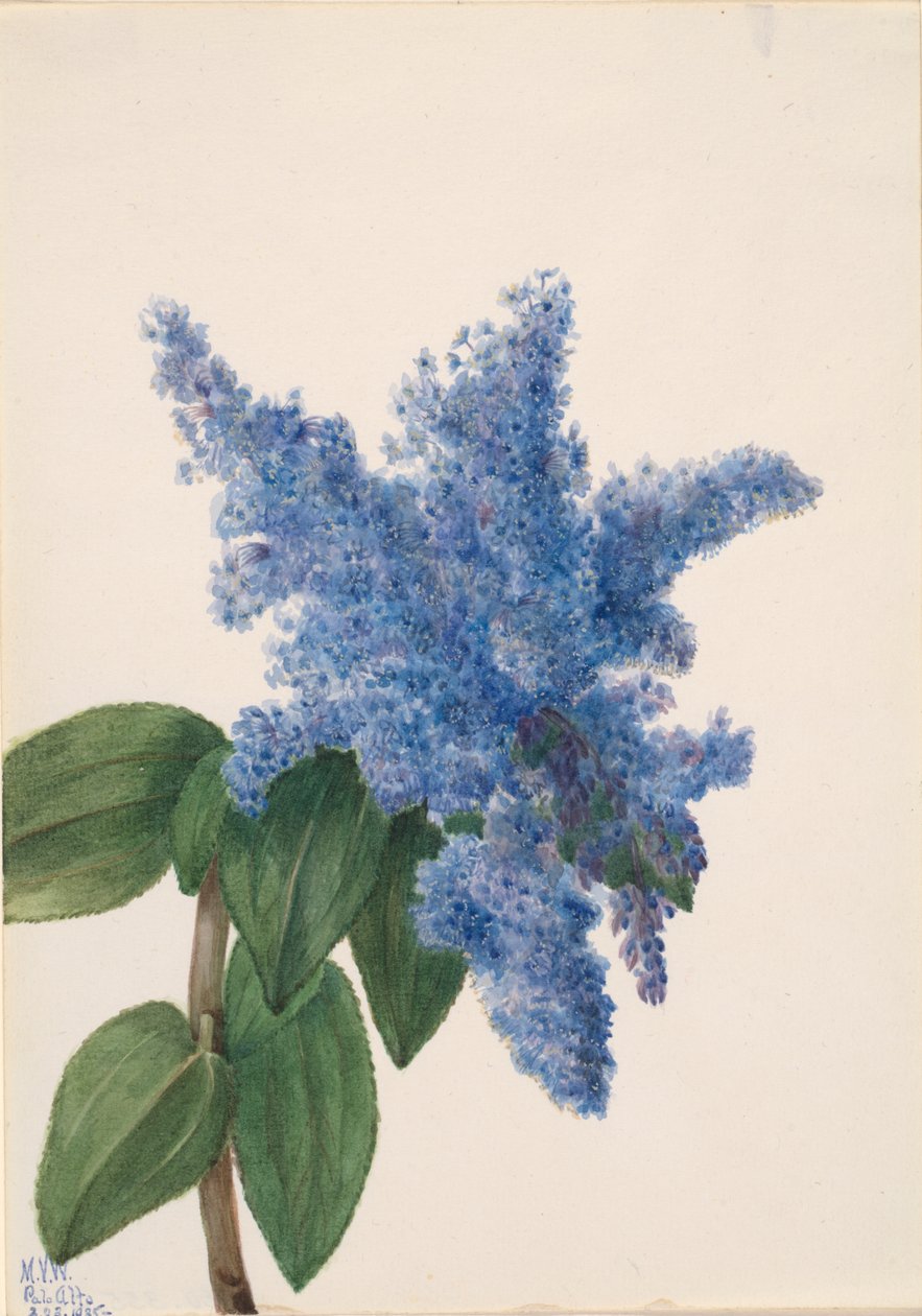 Kaliforniya Leylak Ceanothus thyrsiflorus, 1935 by Mary Vaux Walcott
