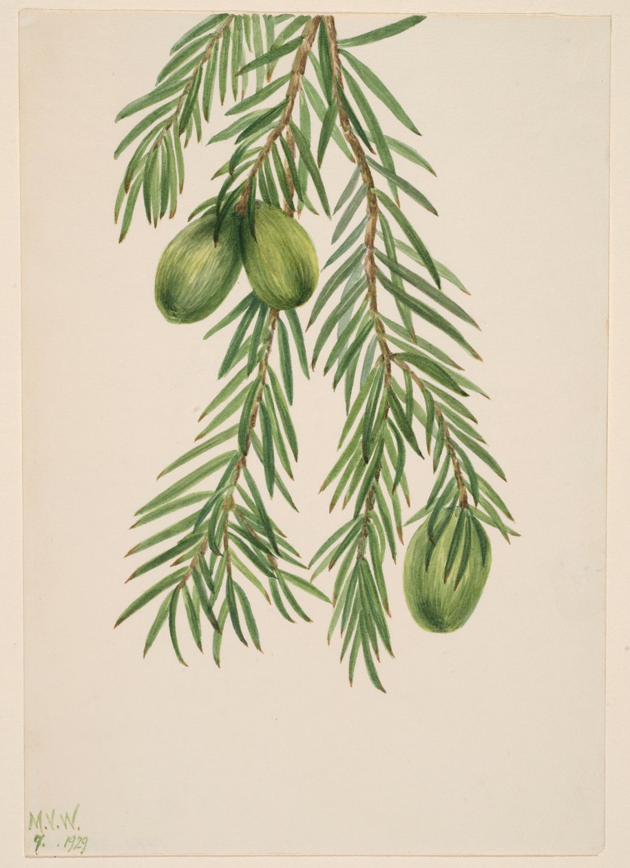  by Mary Vaux Walcott
