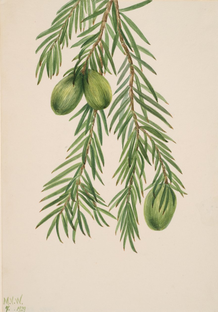 California Nutmeg Tumion californicum, 1929. by Mary Vaux Walcott