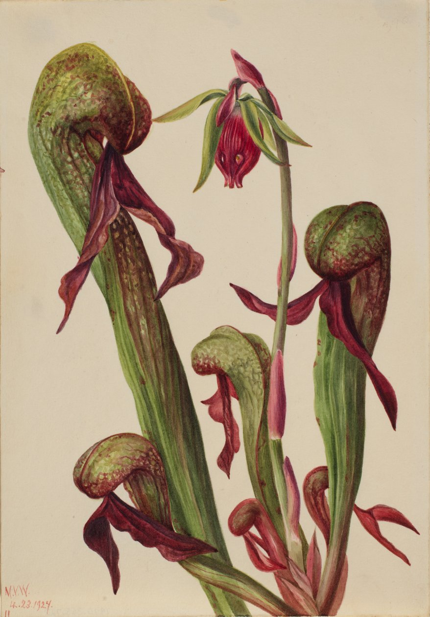 Kaliforniya Sürahi Bitkisi Chrysamphora californica, 1924. by Mary Vaux Walcott