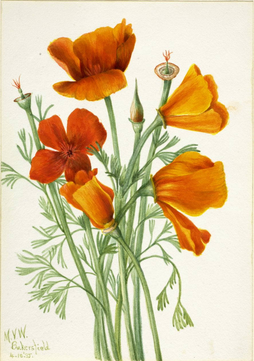 California Poppy Eschscholtzia californica, 1935. by Mary Vaux Walcott