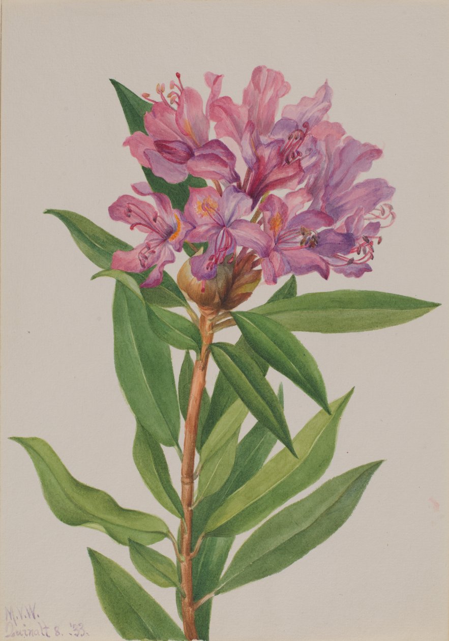 California Rose-Bay Rhododendron californicum, 1933. by Mary Vaux Walcott