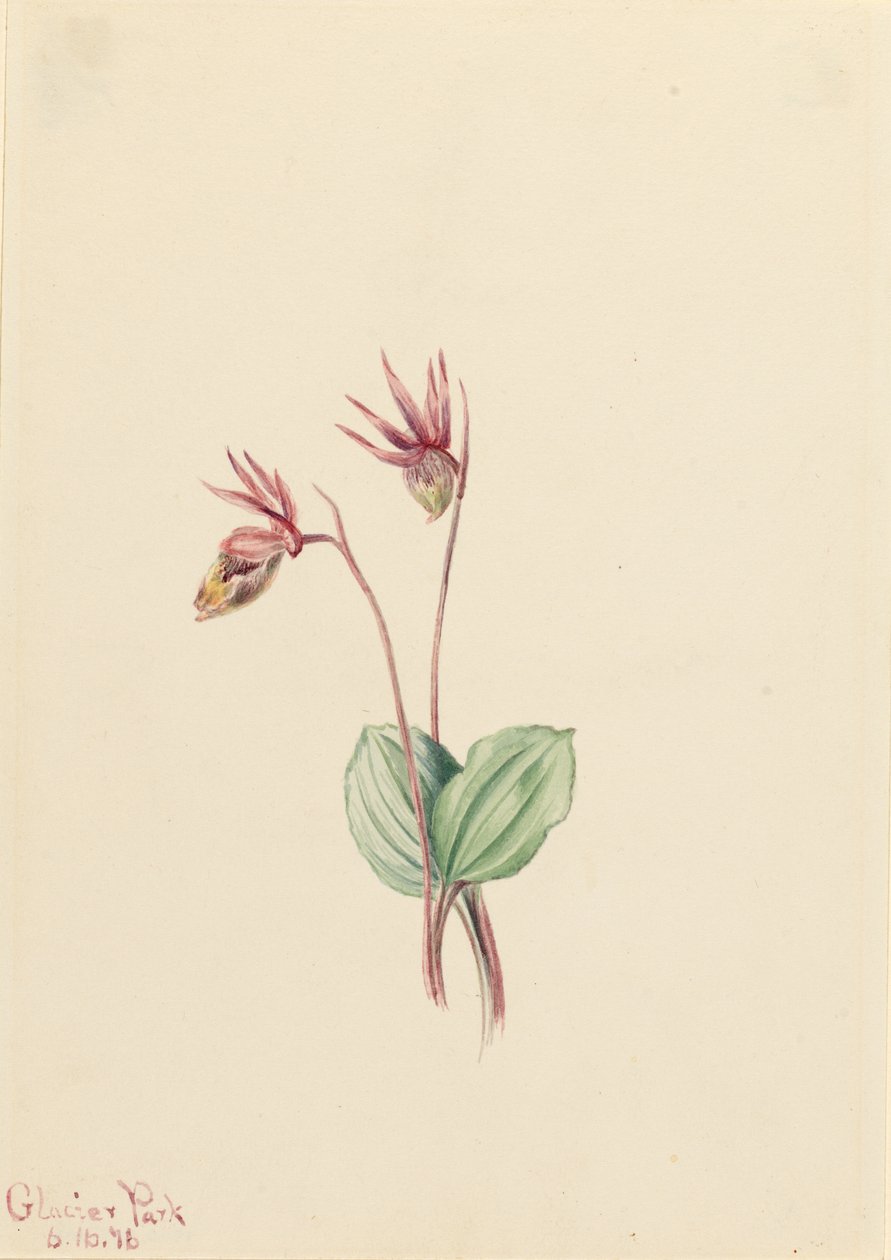 Calypso (Cytherea bulbosa) by Mary Vaux Walcott