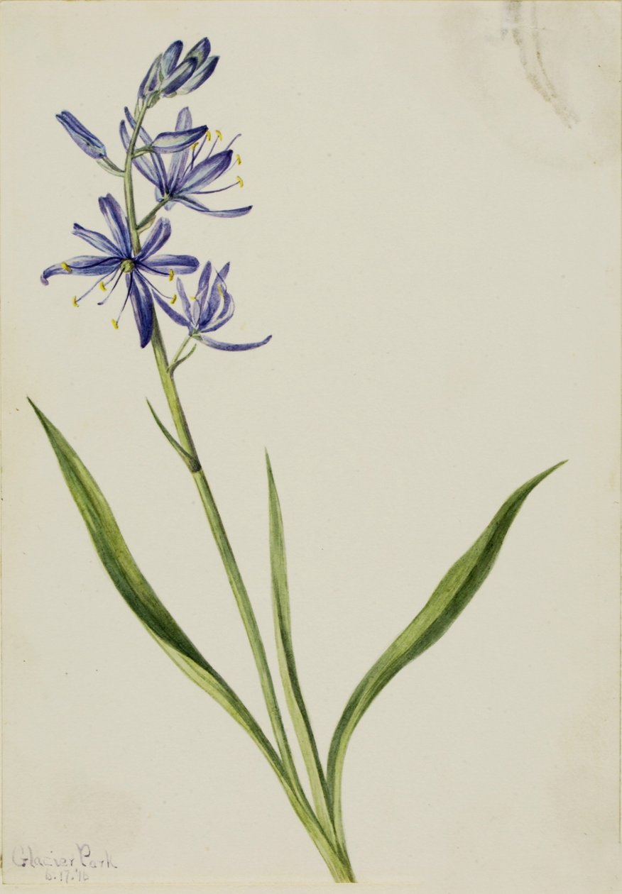 by Mary Vaux Walcott