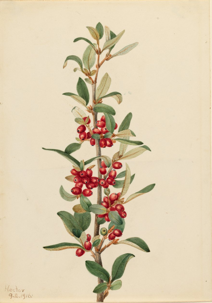  by Mary Vaux Walcott