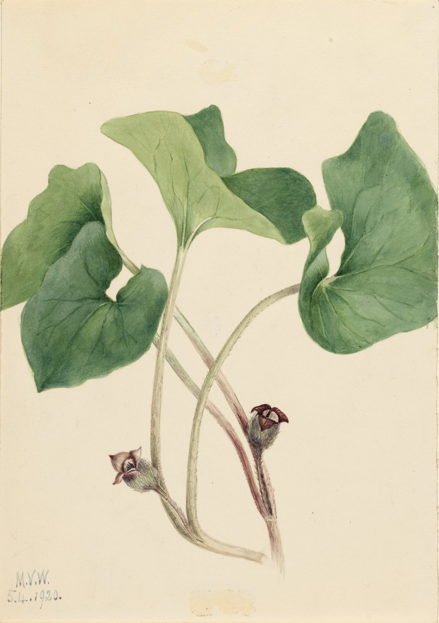  by Mary Vaux Walcott