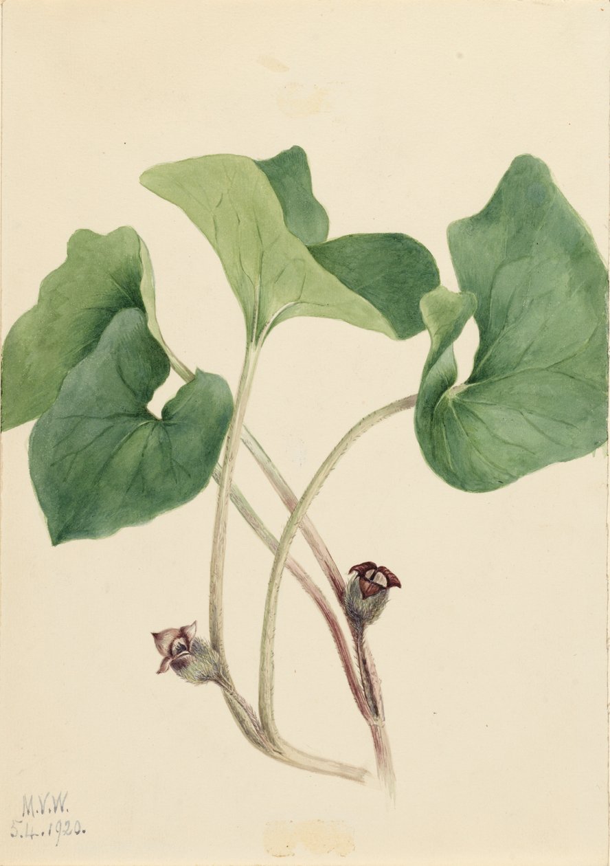 Kanada Yabani Zencefil Asarum Kanada, 1920. by Mary Vaux Walcott