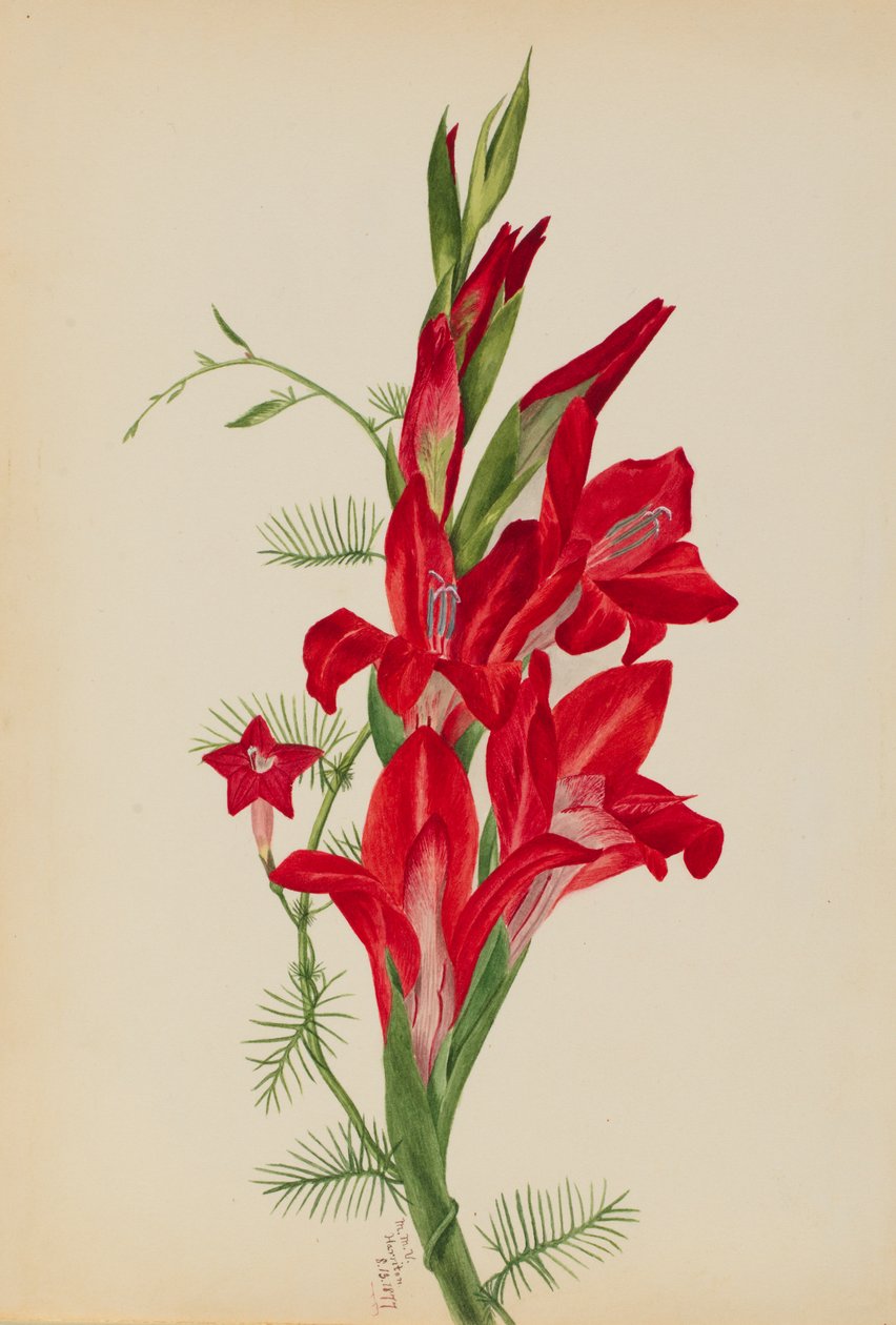 Cannas ve Cypress Vine Canna türleri ve Ipomoea quamoclit, 1877. by Mary Vaux Walcott