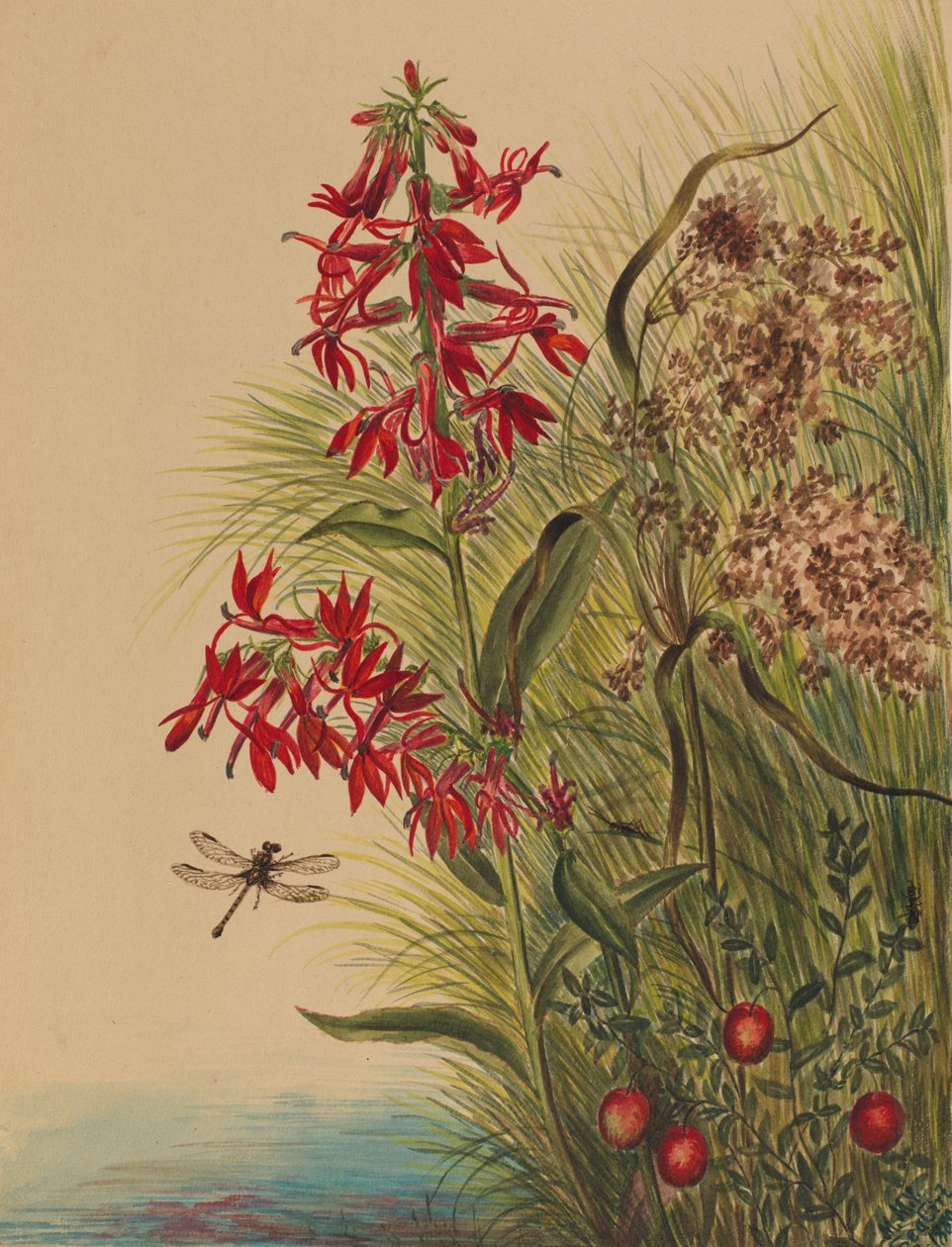 Kardinal Çiçek Lobelia cardinalis, 1880 by Mary Vaux Walcott