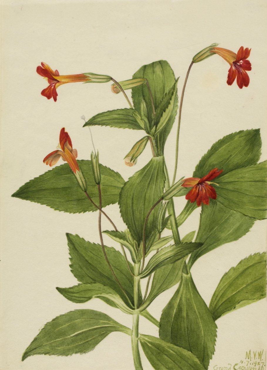  by Mary Vaux Walcott