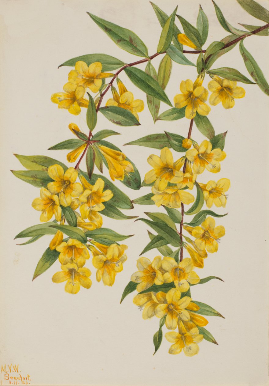 Carolina Jessaminae Galacemium Sampervirivens, ೧೯೨೬. by Mary Vaux Walcott