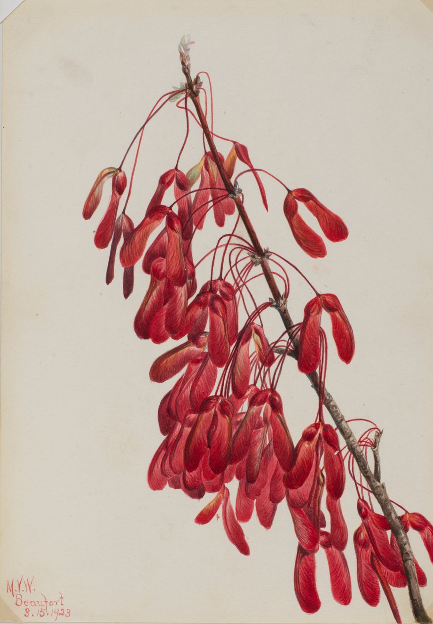 Carolina Akçaağacı (Acer carolinianum) by Mary Vaux Walcott