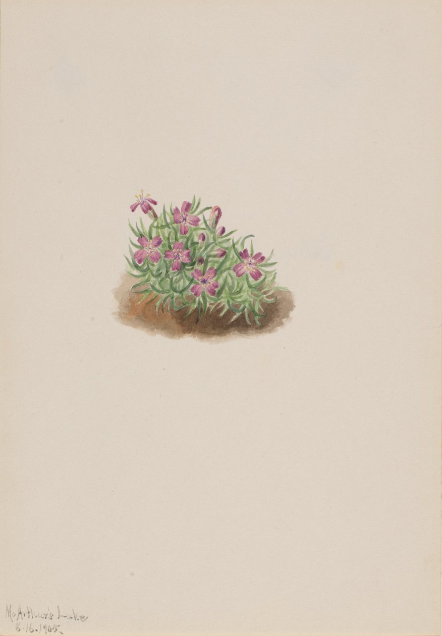 Halı Pembe Silene acaulis, 1905. by Mary Vaux Walcott