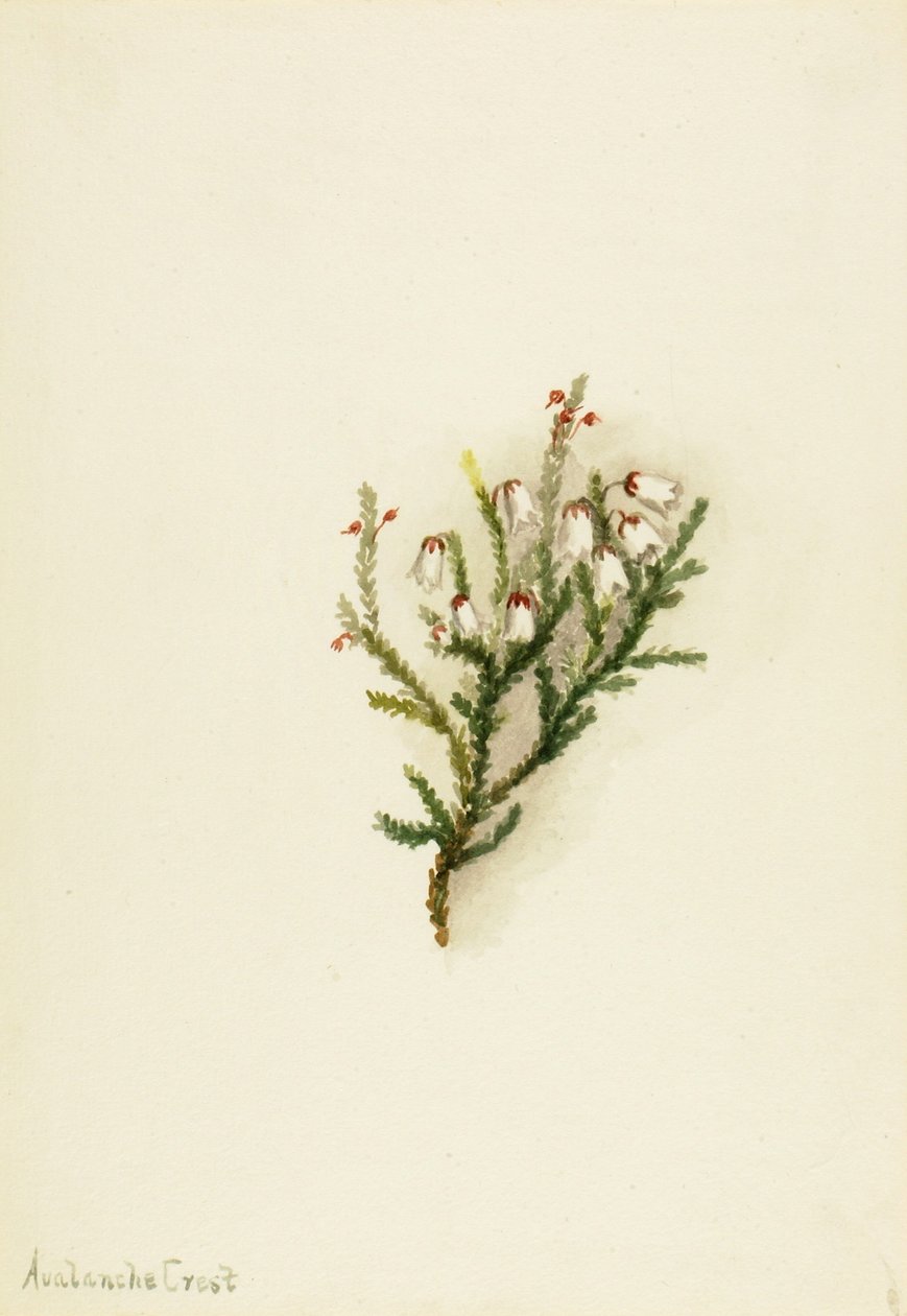  by Mary Vaux Walcott