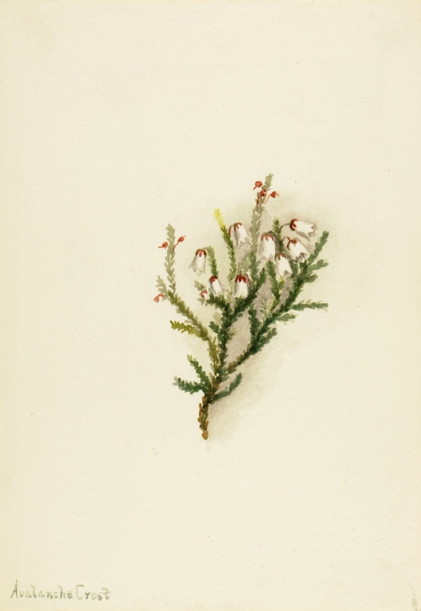 Cassiope Cassiope mertensiana, yaklaşık. 1900-1905. by Mary Vaux Walcott