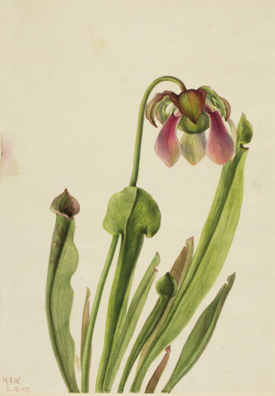 Catesby Pitcherplant Sarracenia catesaei, 1929. by Mary Vaux Walcott