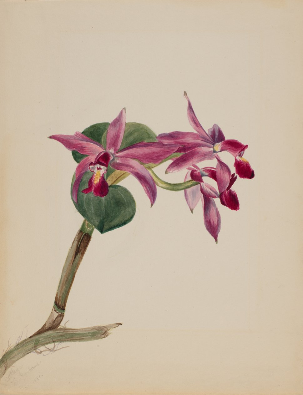 Cattlaya gururlu, 1881 by Mary Vaux Walcott