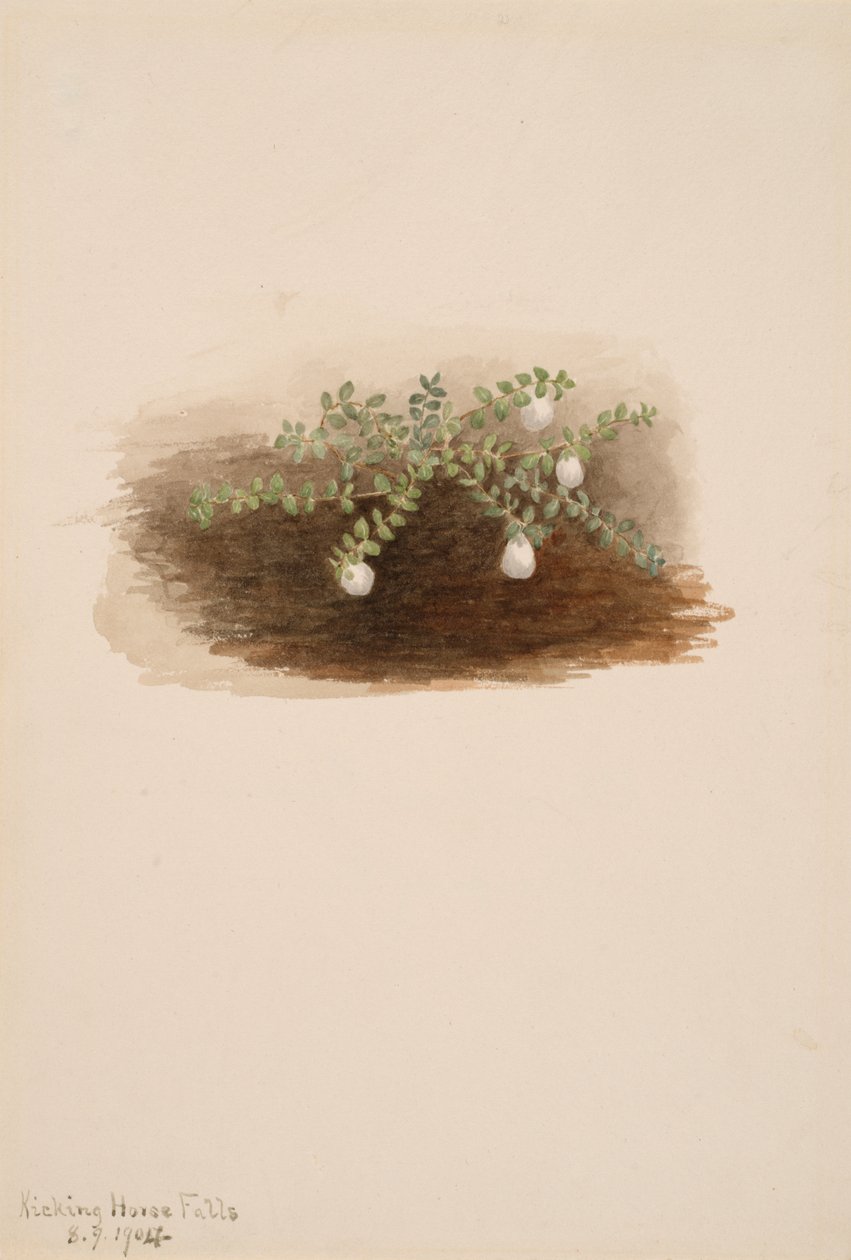 Chiogenes hispidula, 1904. by Mary Vaux Walcott