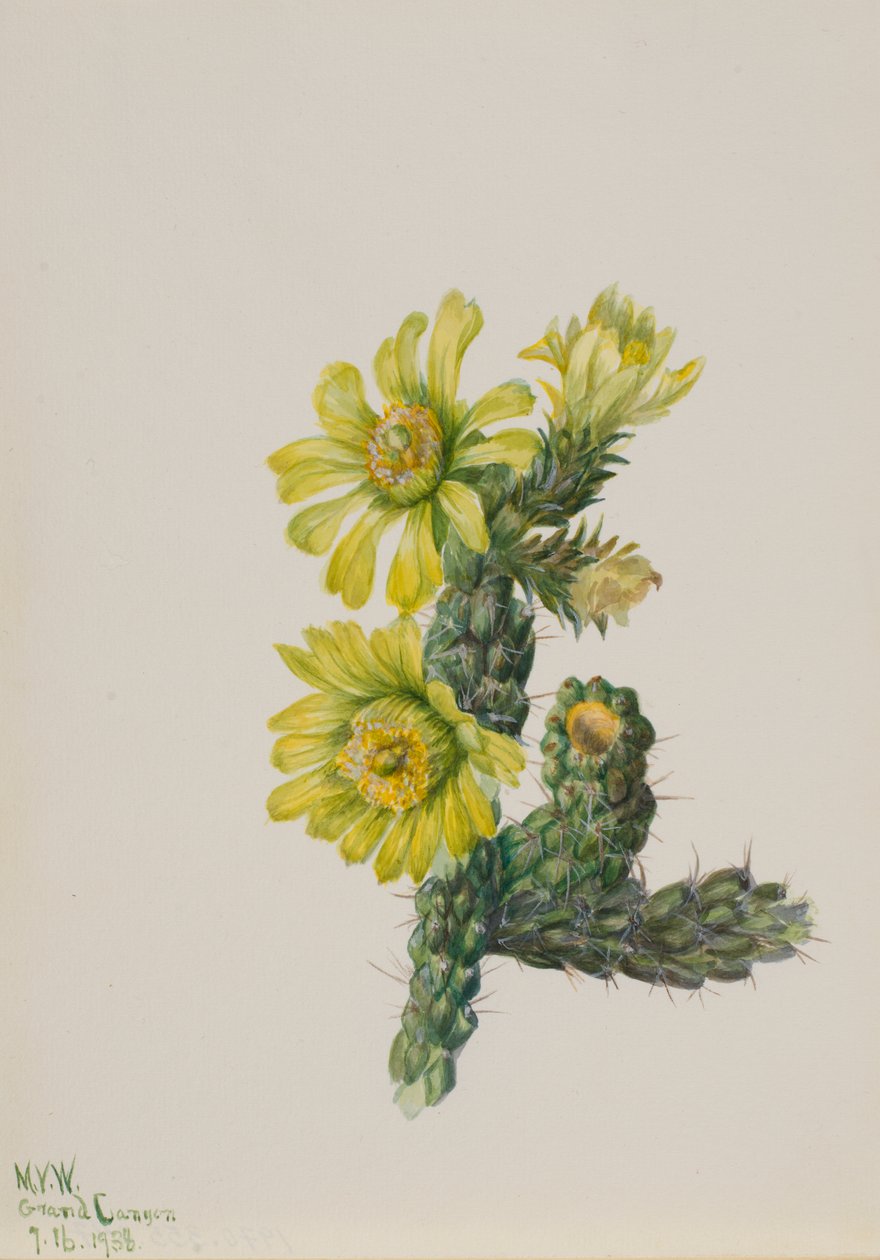 Cholla Opuntia whipplei, 1938. by Mary Vaux Walcott