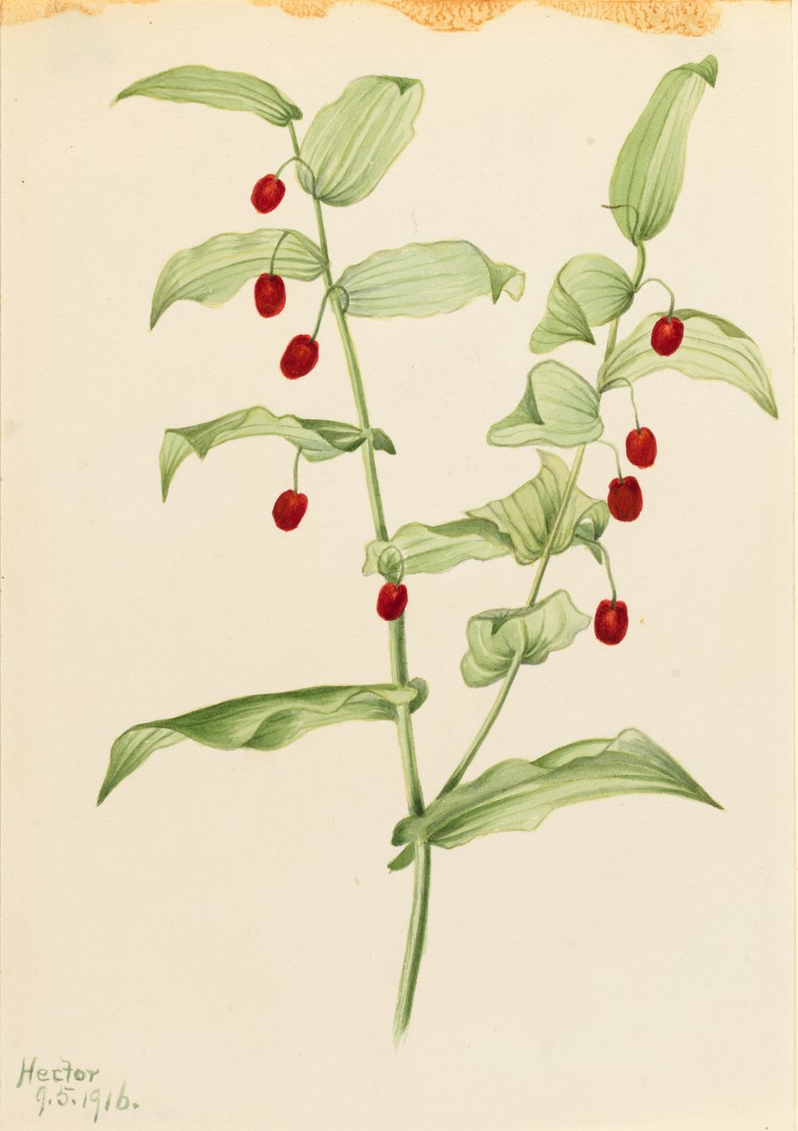  by Mary Vaux Walcott