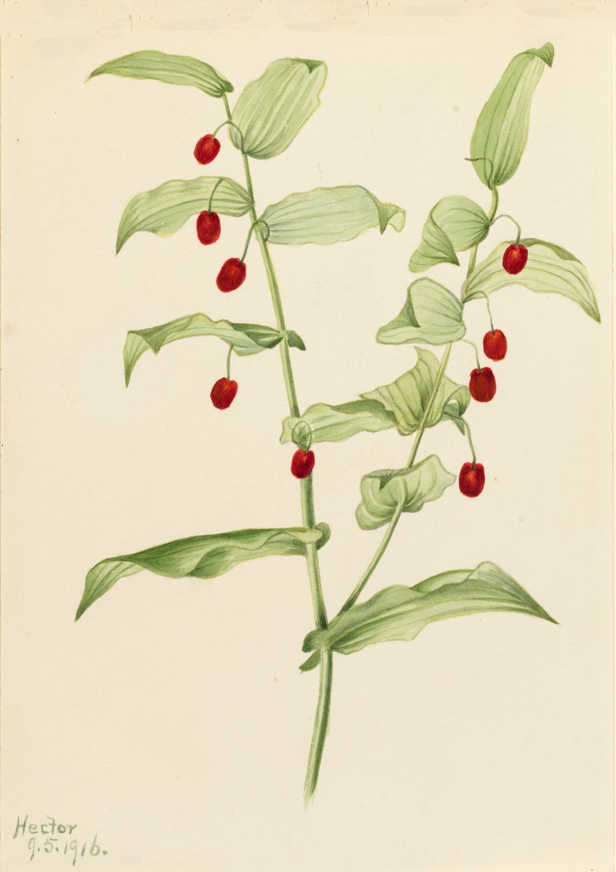Sıkıştırma Bükülmüş Sap Streptopus amplexifolius, 1916. by Mary Vaux Walcott