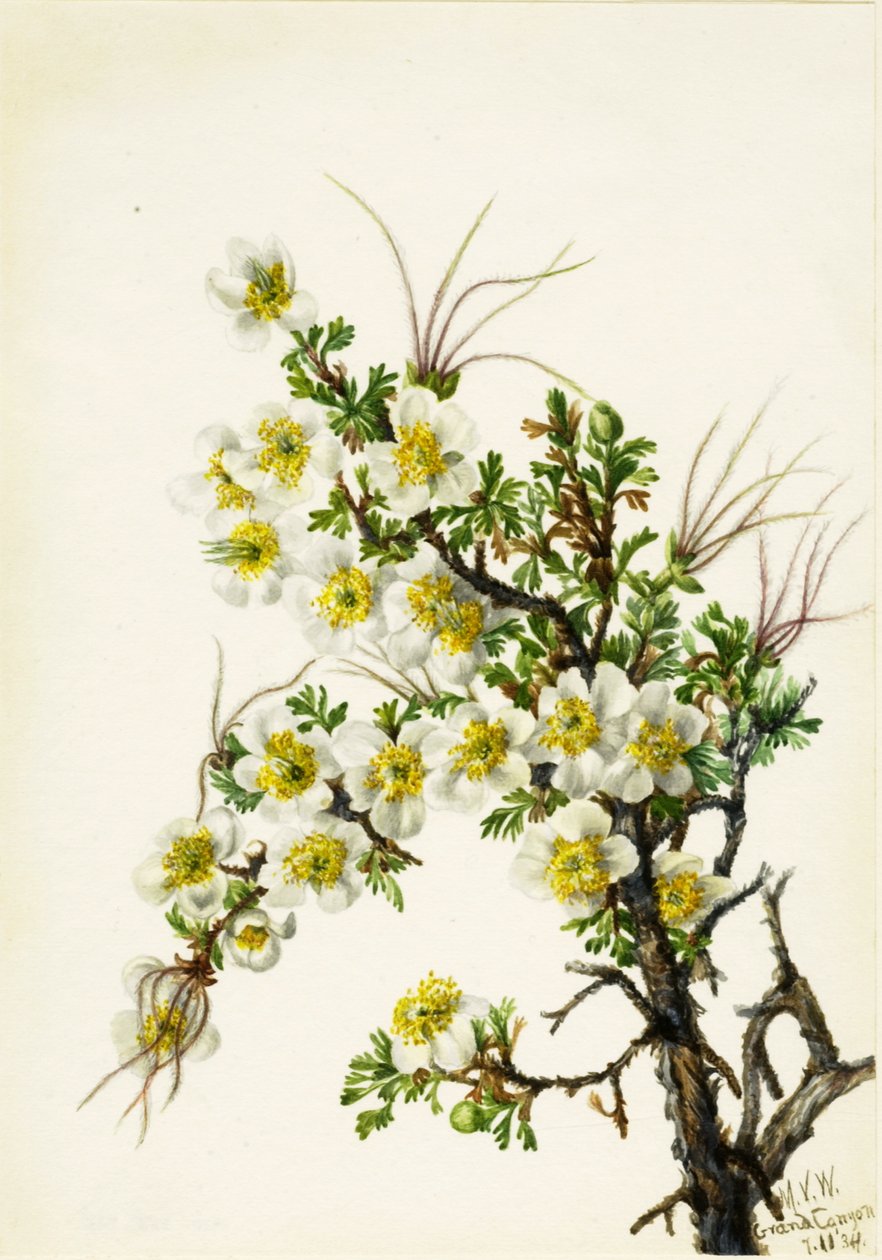Cliffrose Cowania stansburiana, 1934. by Mary Vaux Walcott