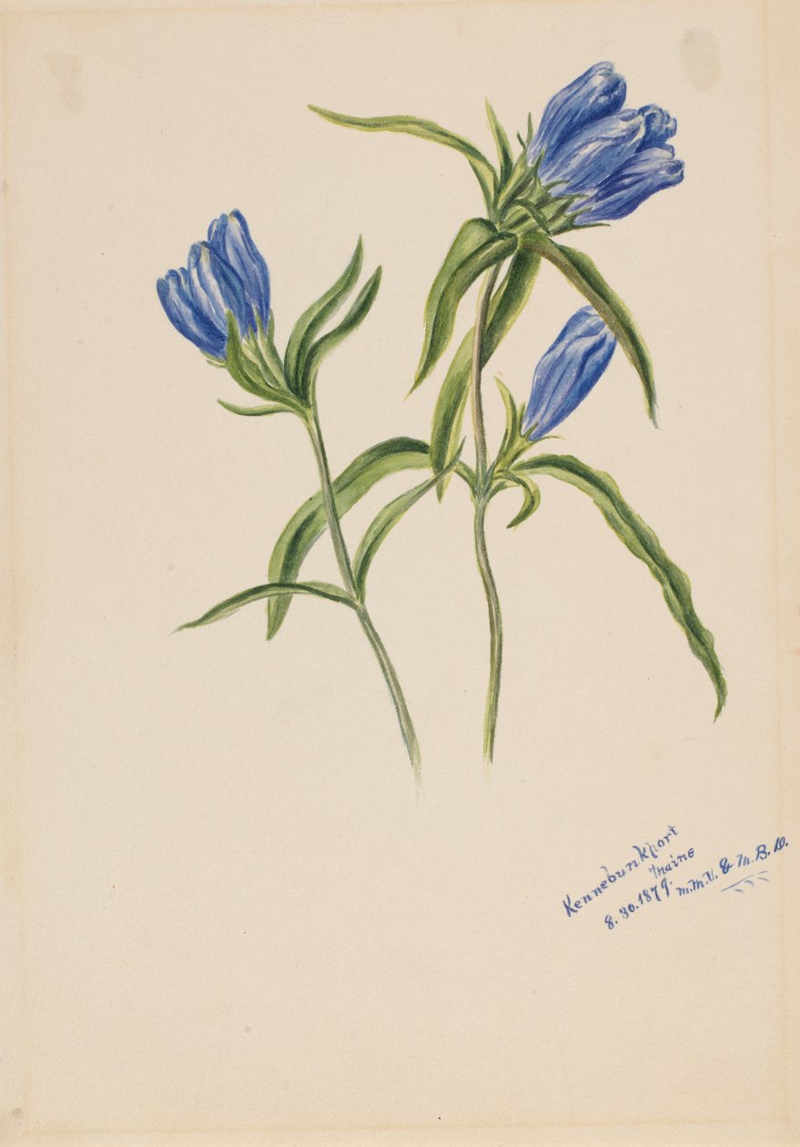 by Mary Vaux Walcott