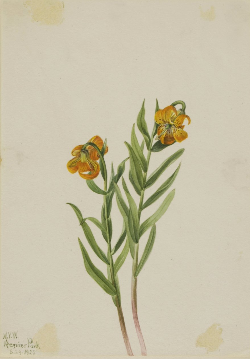  by Mary Vaux Walcott