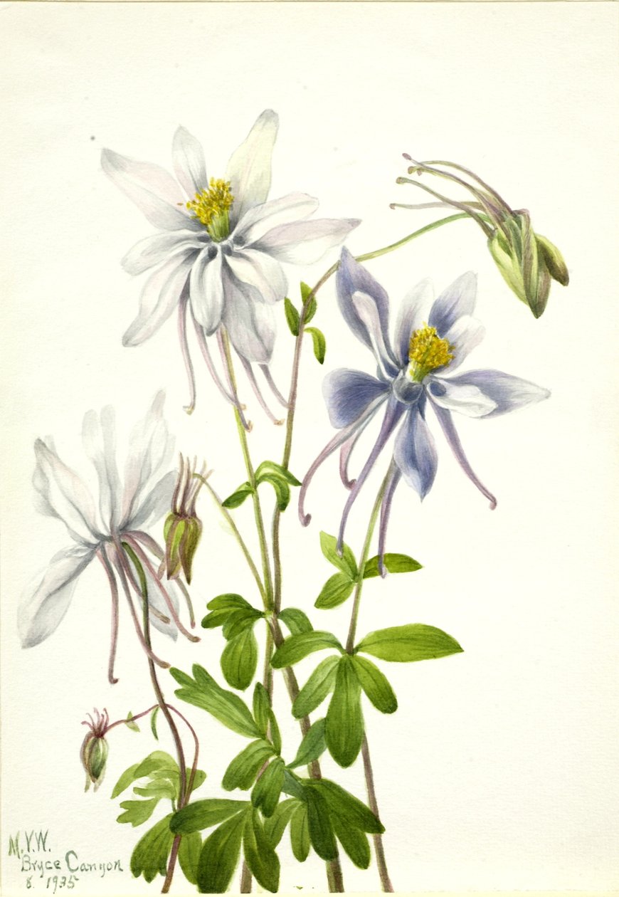  by Mary Vaux Walcott