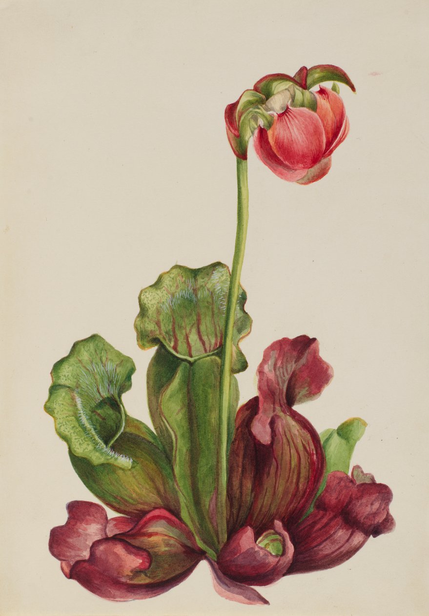 Ortak Sürahi Bitki Sarracenia purpurea venosa, 1931. by Mary Vaux Walcott