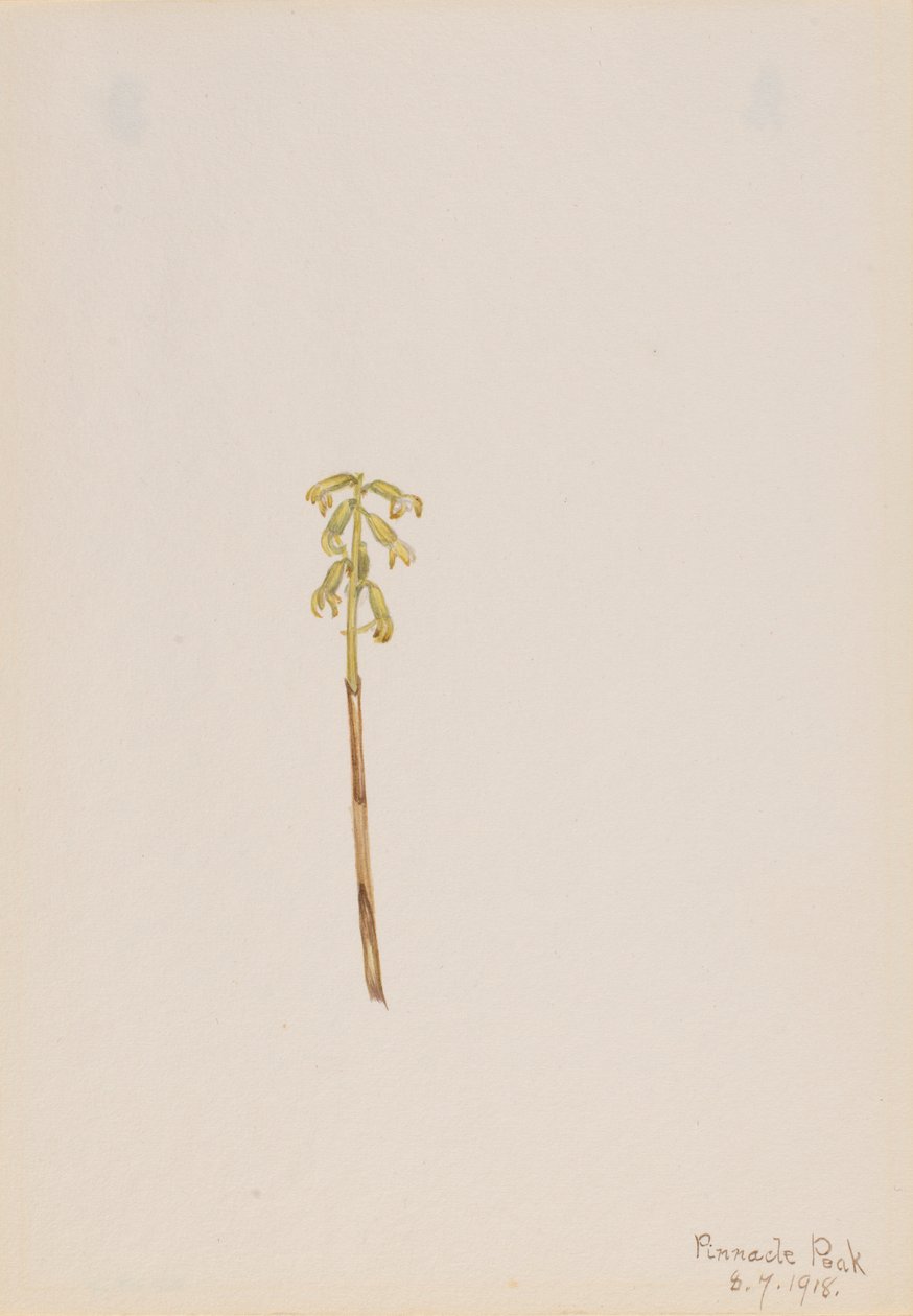  by Mary Vaux Walcott