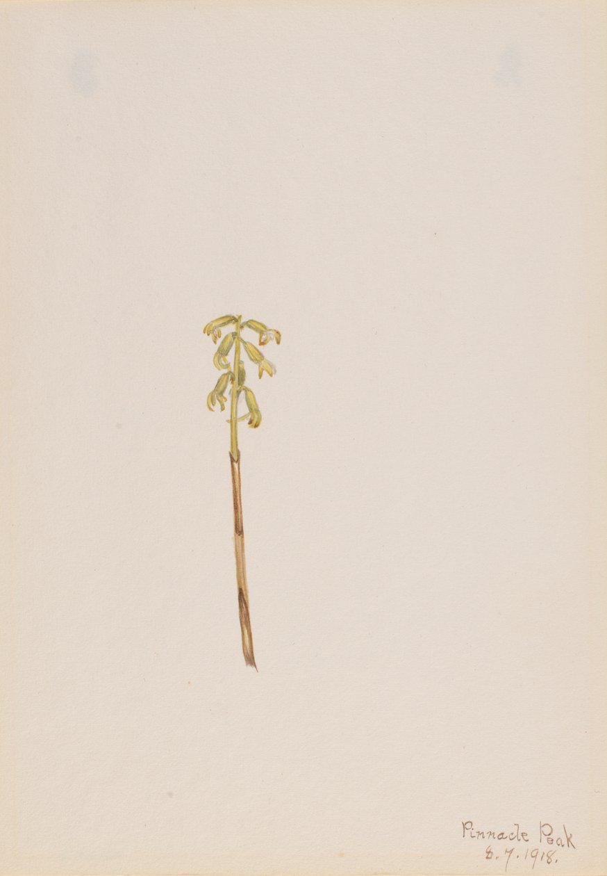 Corathorhiza corallorhiza, 1918. by Mary Vaux Walcott