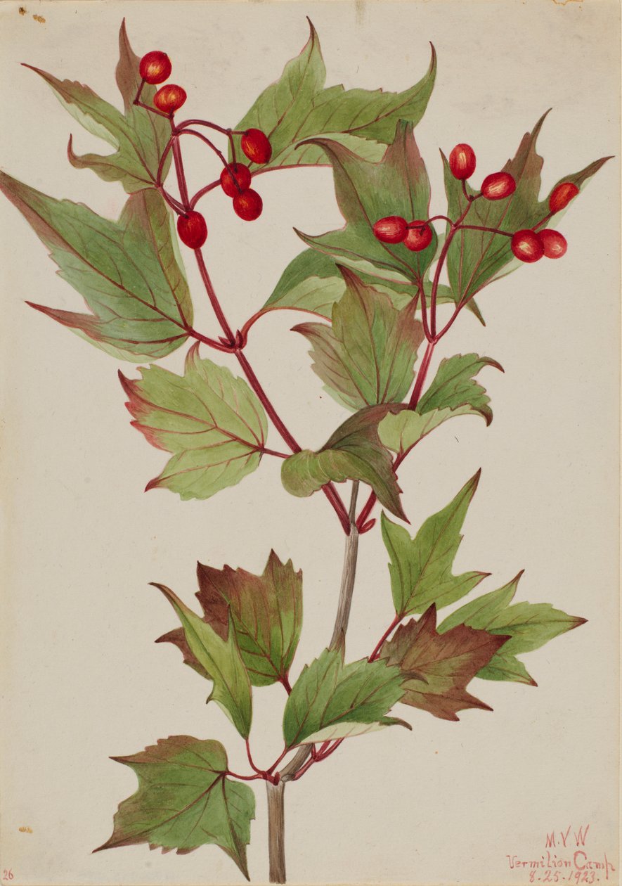  by Mary Vaux Walcott