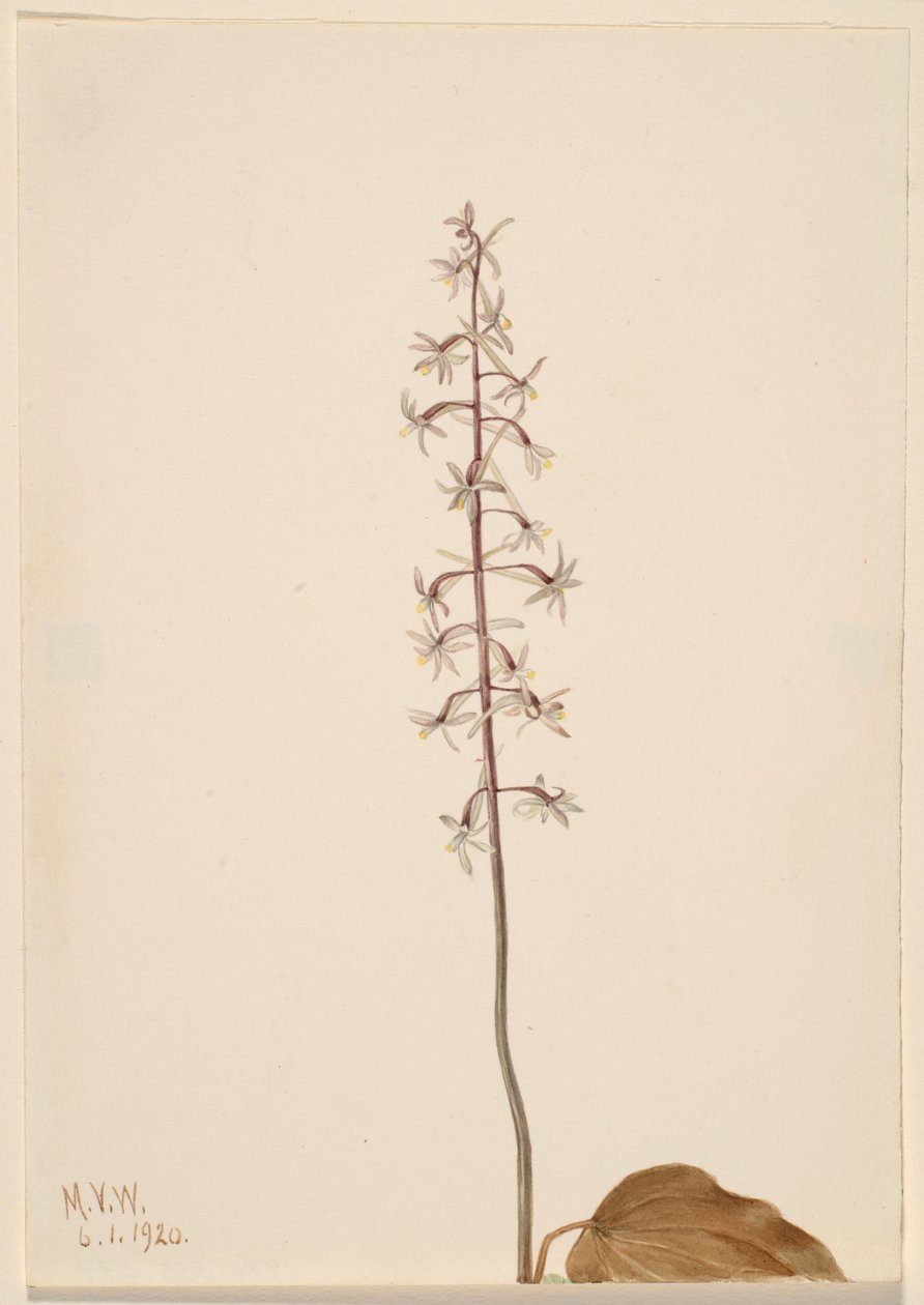  by Mary Vaux Walcott