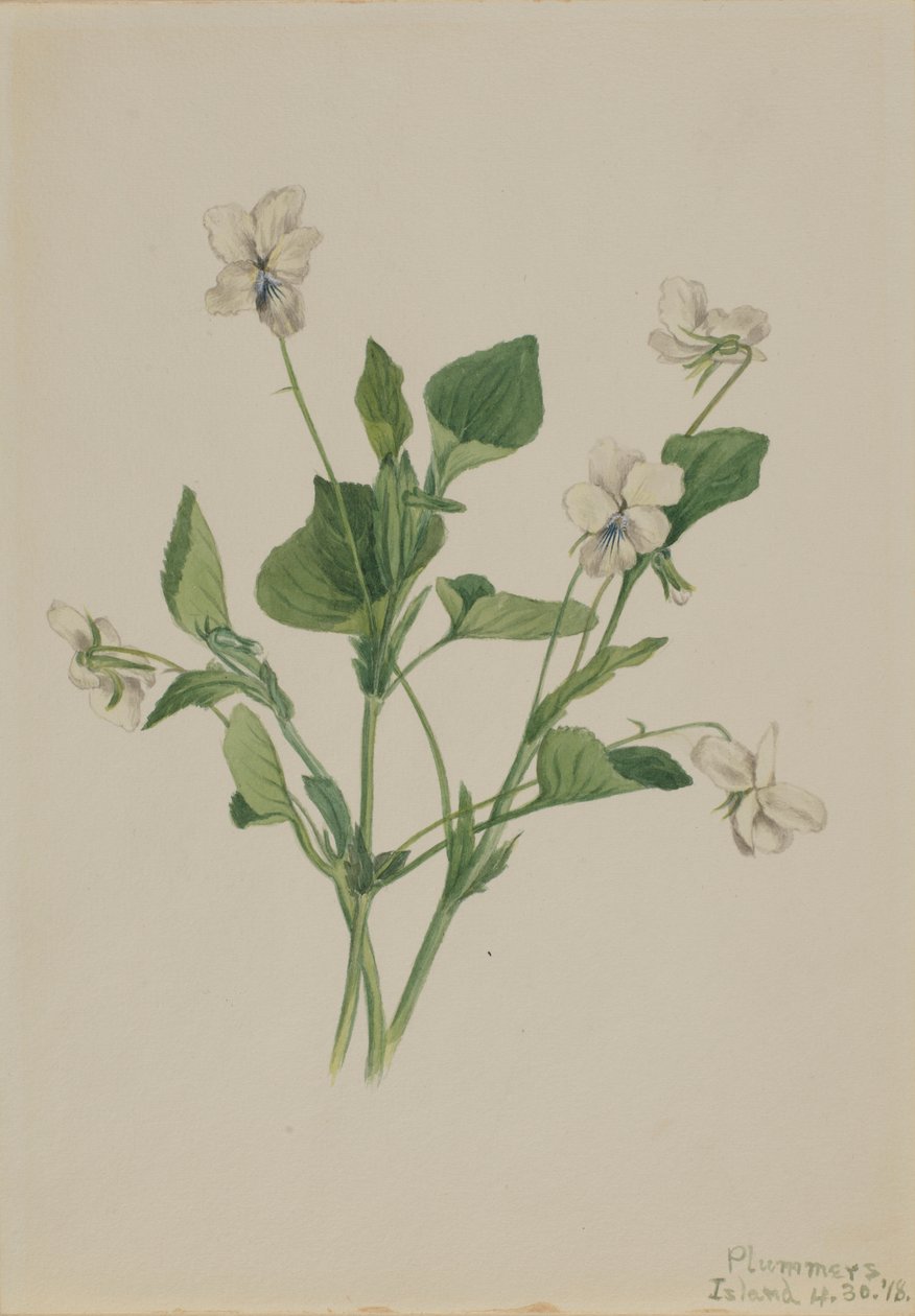  by Mary Vaux Walcott