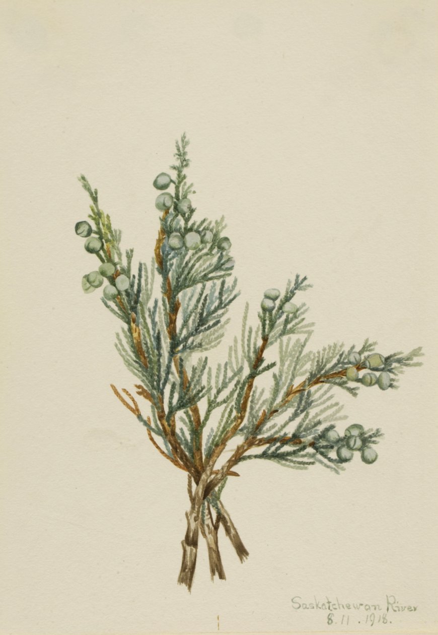 Sürünen Ardıç Juniperus yatay, 1918. by Mary Vaux Walcott
