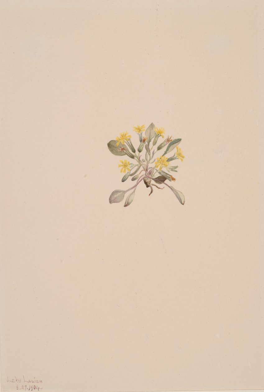 Krep Elegans, 1904 by Mary Vaux Walcott