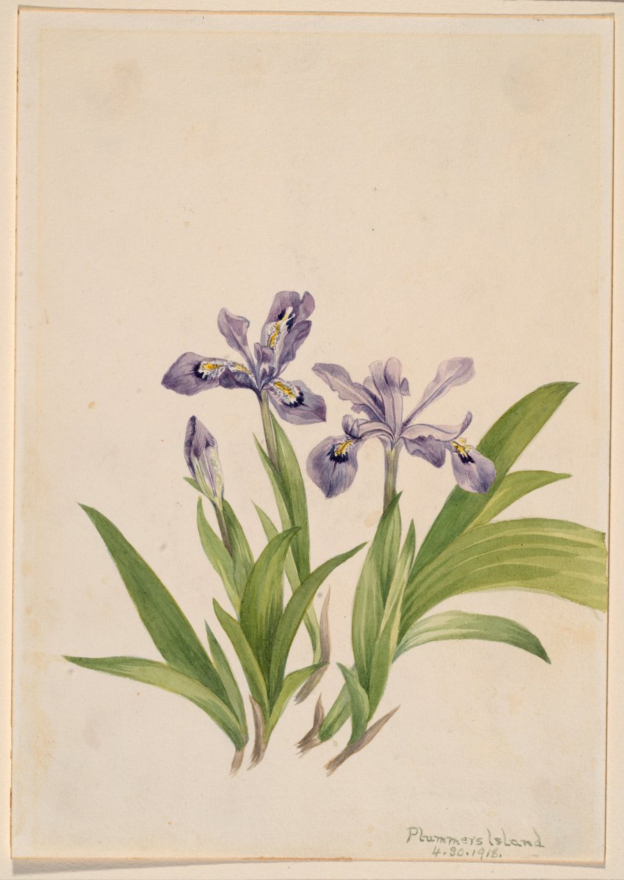  by Mary Vaux Walcott