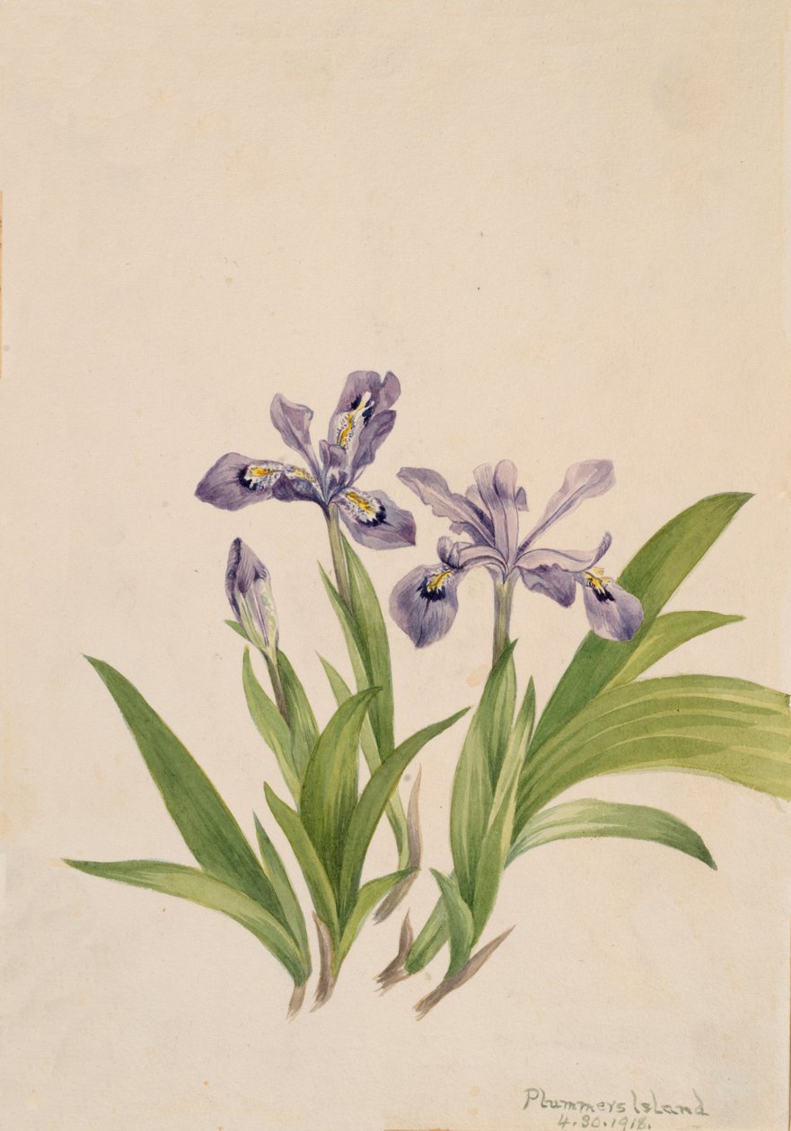 Tepeli İris İris cristata, 1918. by Mary Vaux Walcott