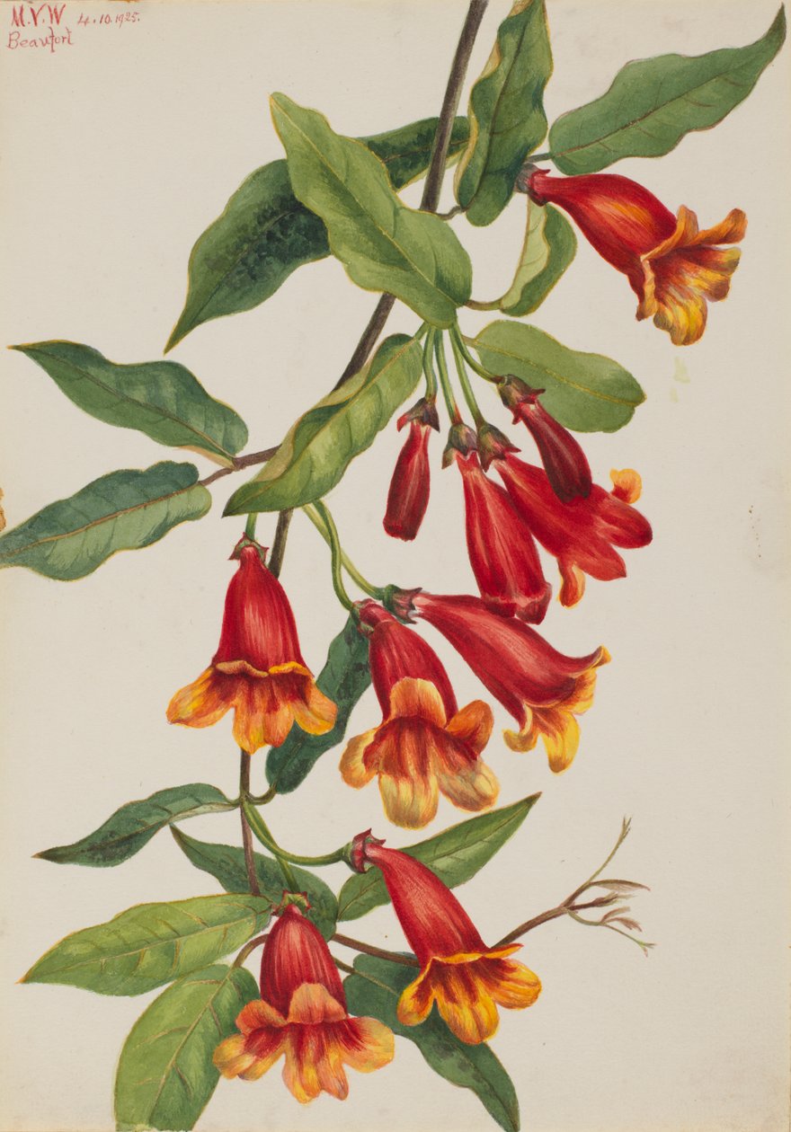 Çapraz asma Anisostichus capreolatus, 1925. by Mary Vaux Walcott