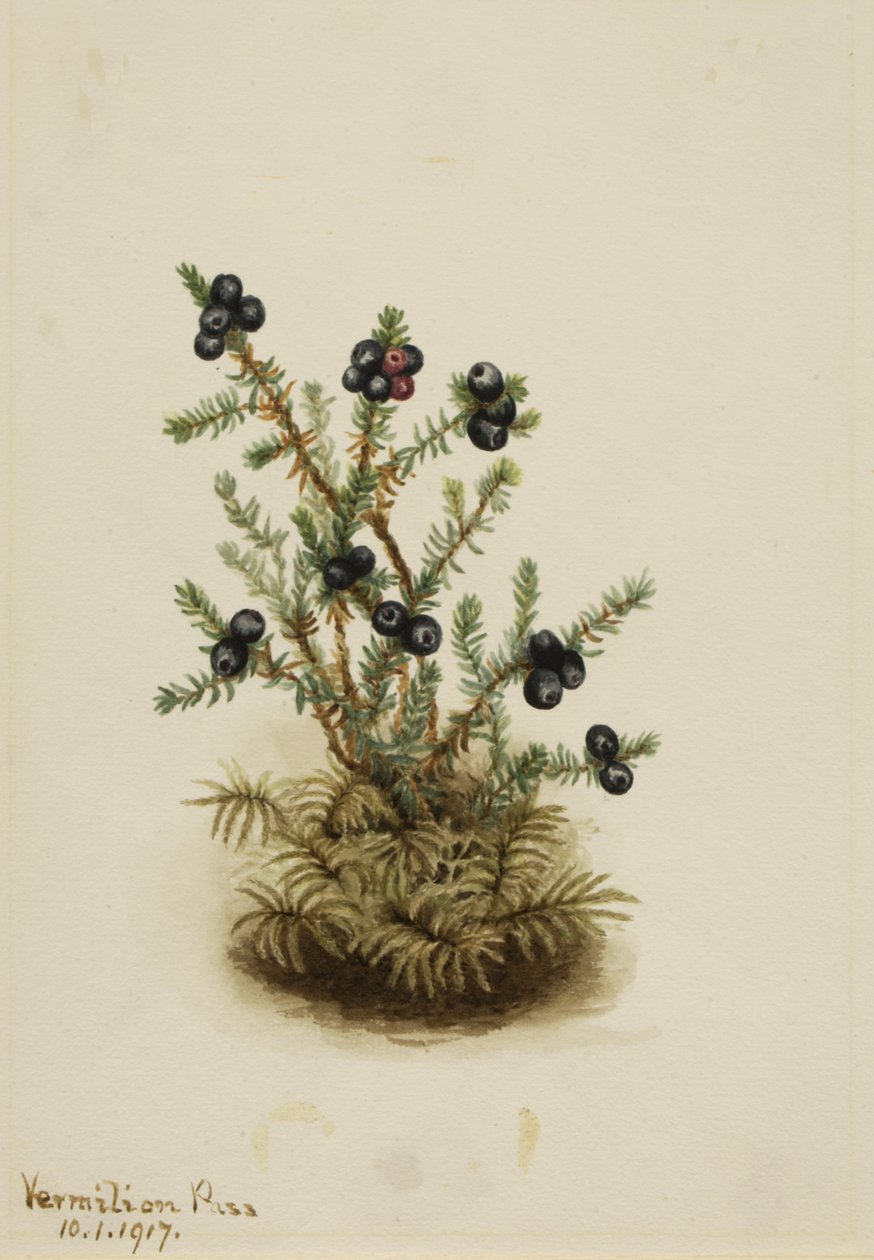 Crowberry Sundew, 1917 by Mary Vaux Walcott
