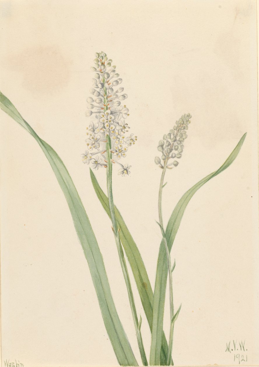 Crowpoison Chrosperma muscaetoxicum, 1921. by Mary Vaux Walcott